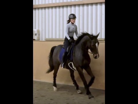 Dressurlehrgang mit Caspar: 1,5 Jahre Fortschritt 🐴