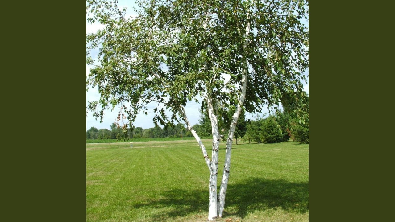 Прокурор – Пятилетка (2004) 🎵