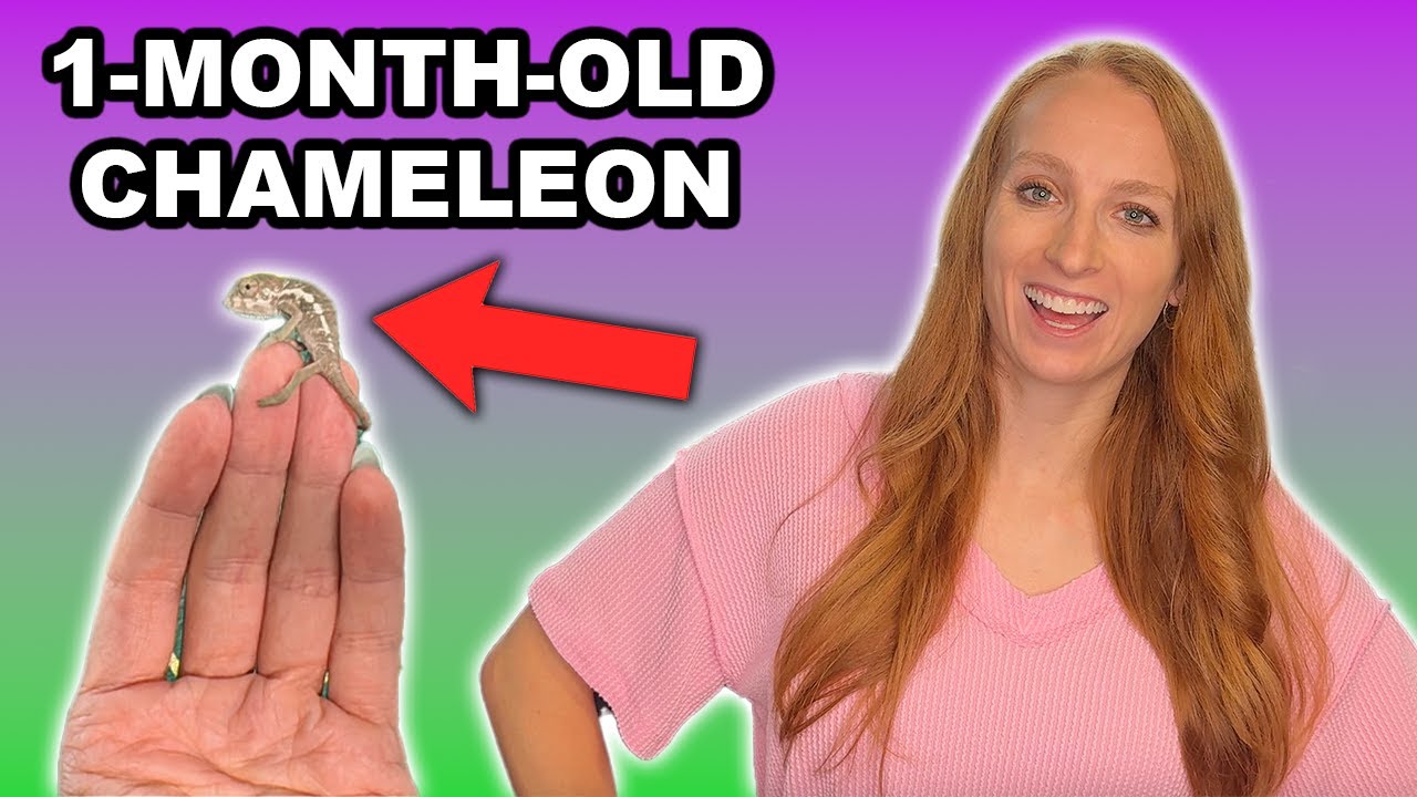 Baby Chameleons at 1 Month: Growth & Health π¦