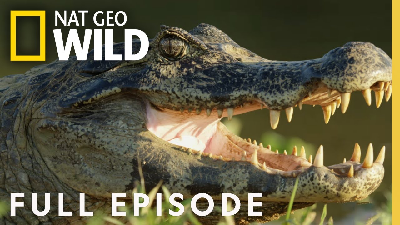 Jaguar vs. Croc | Full Episode 🐾