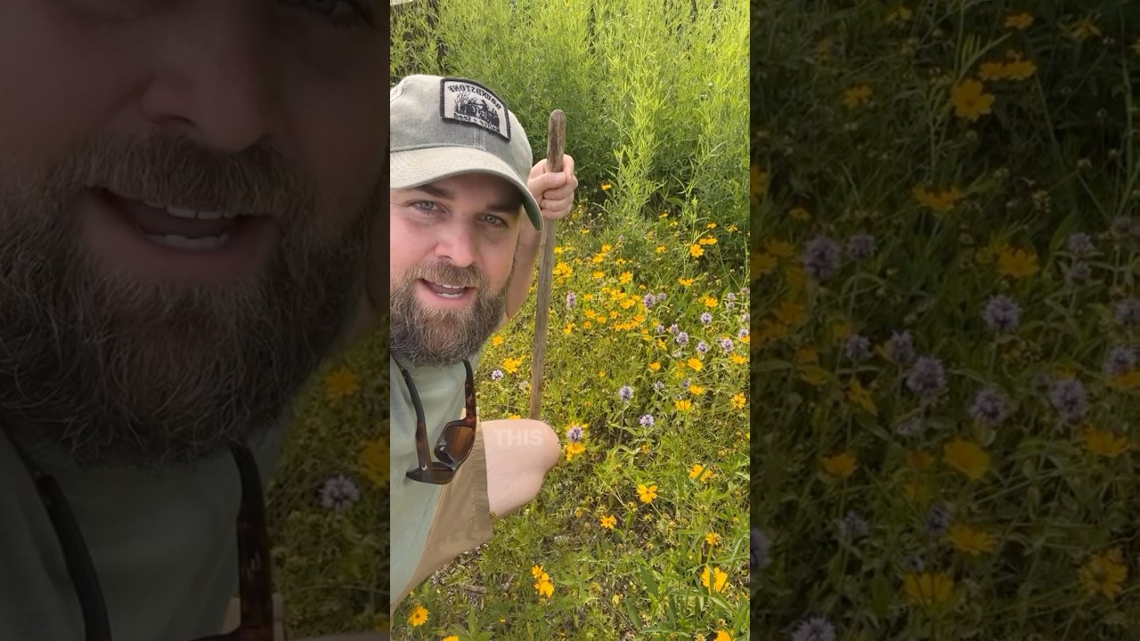 Weeding a Native Wildflower Planting!! #nativeplants #wildflowers #landscaping #killyourlawn