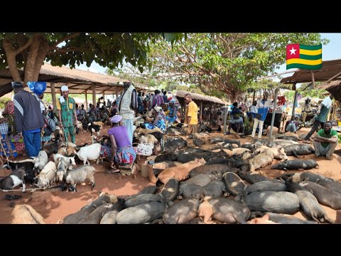 Village Market day in Rural Togo 🇹🇬 west Africa 🌍. Raw unfiltered village life in Togo.