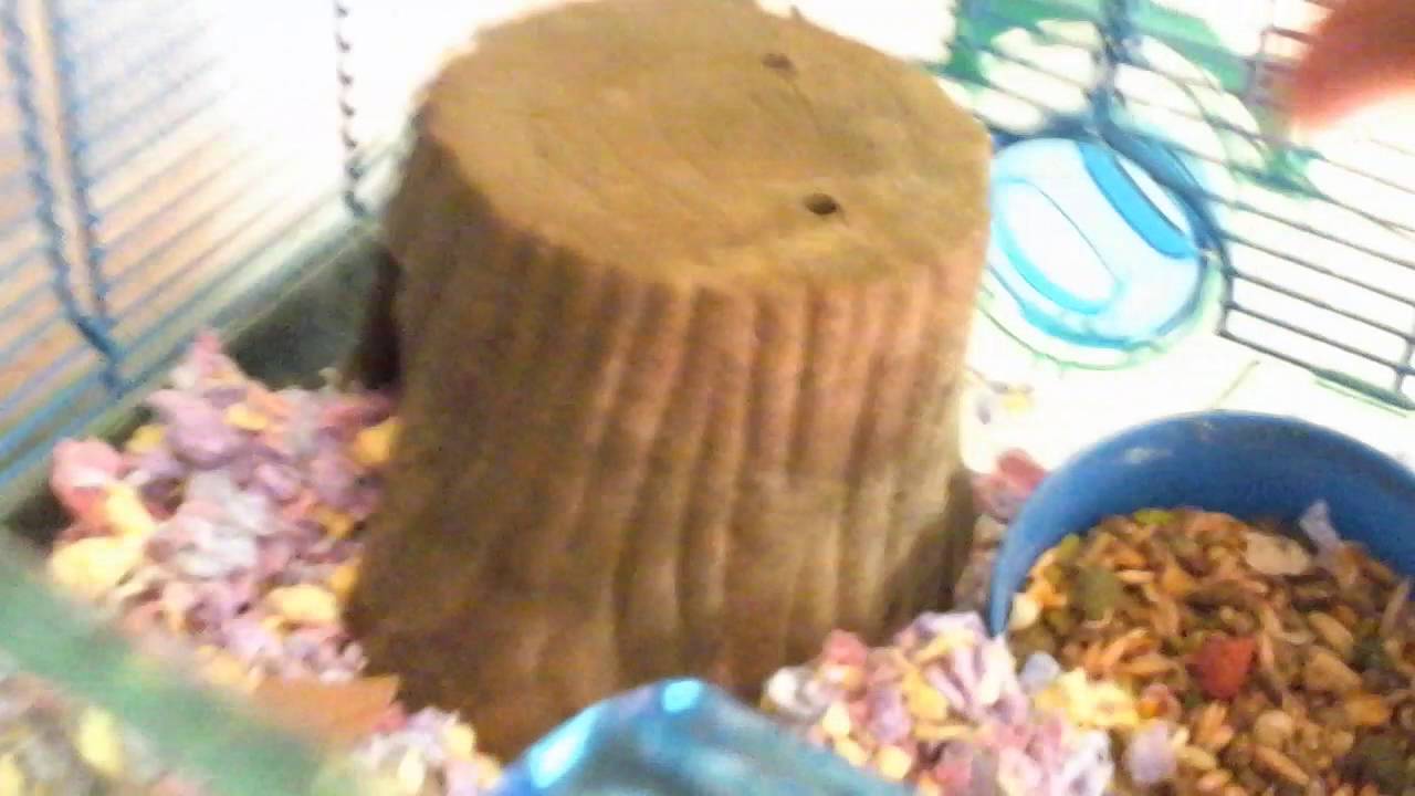 Hamizilla: The Giant Hamster 🐹