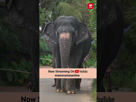 രോഗാവസ്ഥയിൽ ഉപേക്ഷിക്കപ്പെട്ട ആനക്കുട്ടി മലപ്പുറത്തുകാരുടെ പ്രിയങ്കരിയായ കഥ | Kaveri | Elephant