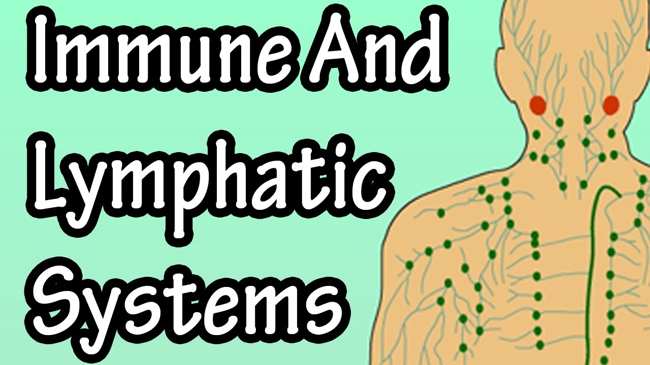 Immune & Lymphatic System Functions Explained 🧬