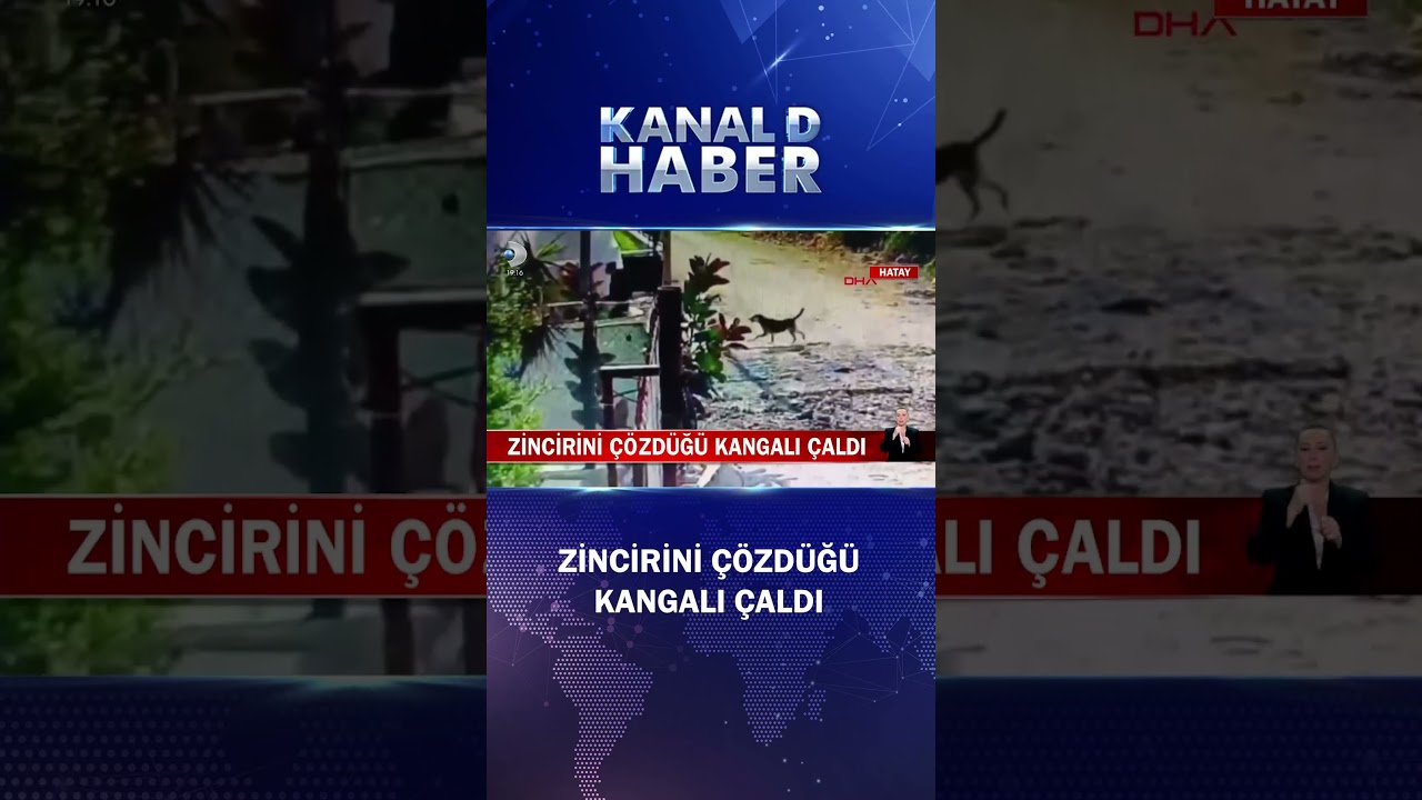 Hırsızlar Köpeklerle Eşsiz Bir Hırsızlık Yaptı! Kangal Köpeğini Nasıl Çaldılar? Kamerada Anbean 🚨