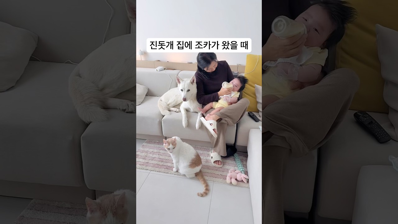 아기 조카를 지키는 진돗개 🐶