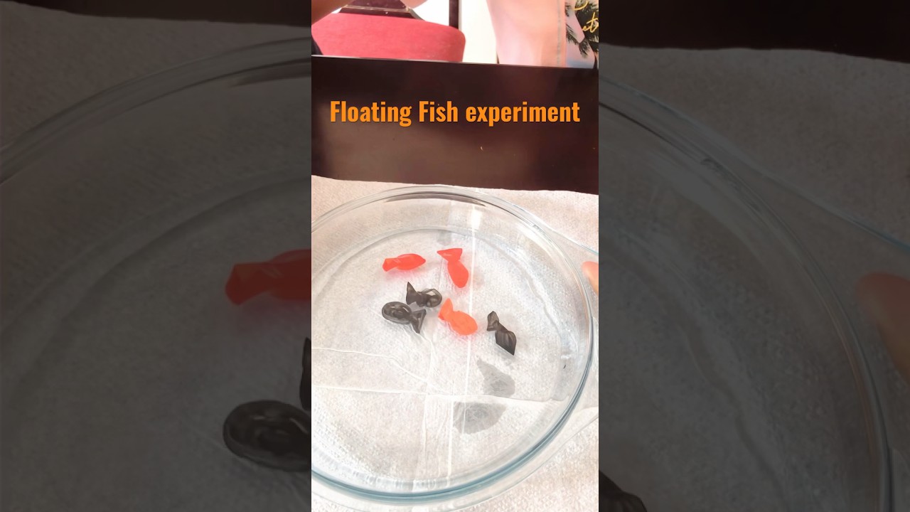 Floating Fish Experiment 🐟 for Kids' Science Fun
