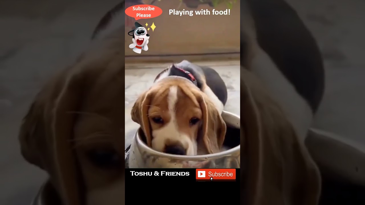 Dog Loves to Play with Food 🐶 | Toshu & Friends