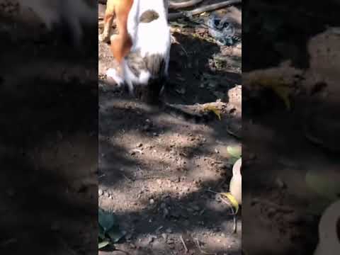 Amizade em outro nível🥰!#shorts #short #engraçado #viral #cachorro #gato #amizade