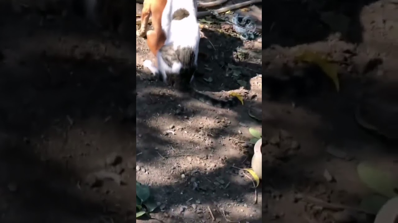 Amizade Incrível Entre Cachorro e Gato 🐶🐱 | Veja Essa Conexão Especial!