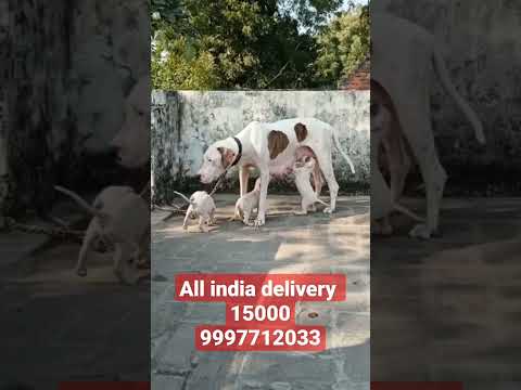 Pakistani bully puppy available location meerut Delhi ncr #sourabhkennel #pakistanibully #dog
