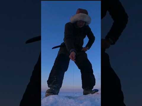 жерлицы на щуку #якутия #клевая #рыбалка #эхолот #клеваярыбалка