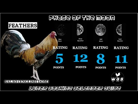 Win Derbies with Lunar Cocking Calendar 📅