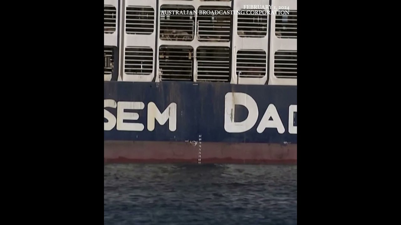 16,000 sheep and cattle still stuck on export ship after Red Sea turn-back