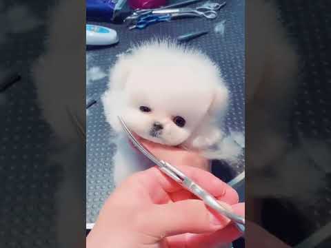 White pomeranian tea cup puppy 😍
