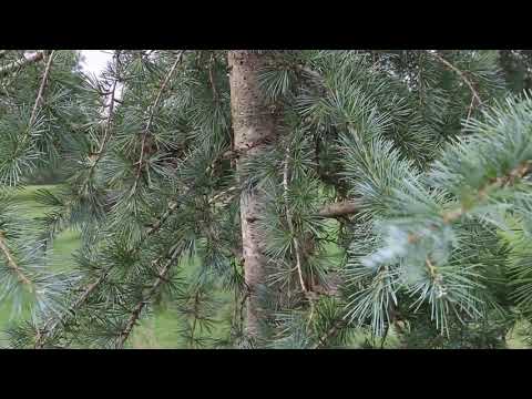 Deodar cedar (Cedrus deodara) - Plant Identification