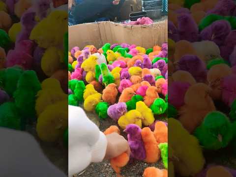 صيصان حلوين ملونات عم يلعبو مع اسيل 😍🐥🐣