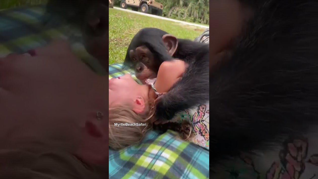 Chimpanzee Angada's Heartwarming Hugs ❤️