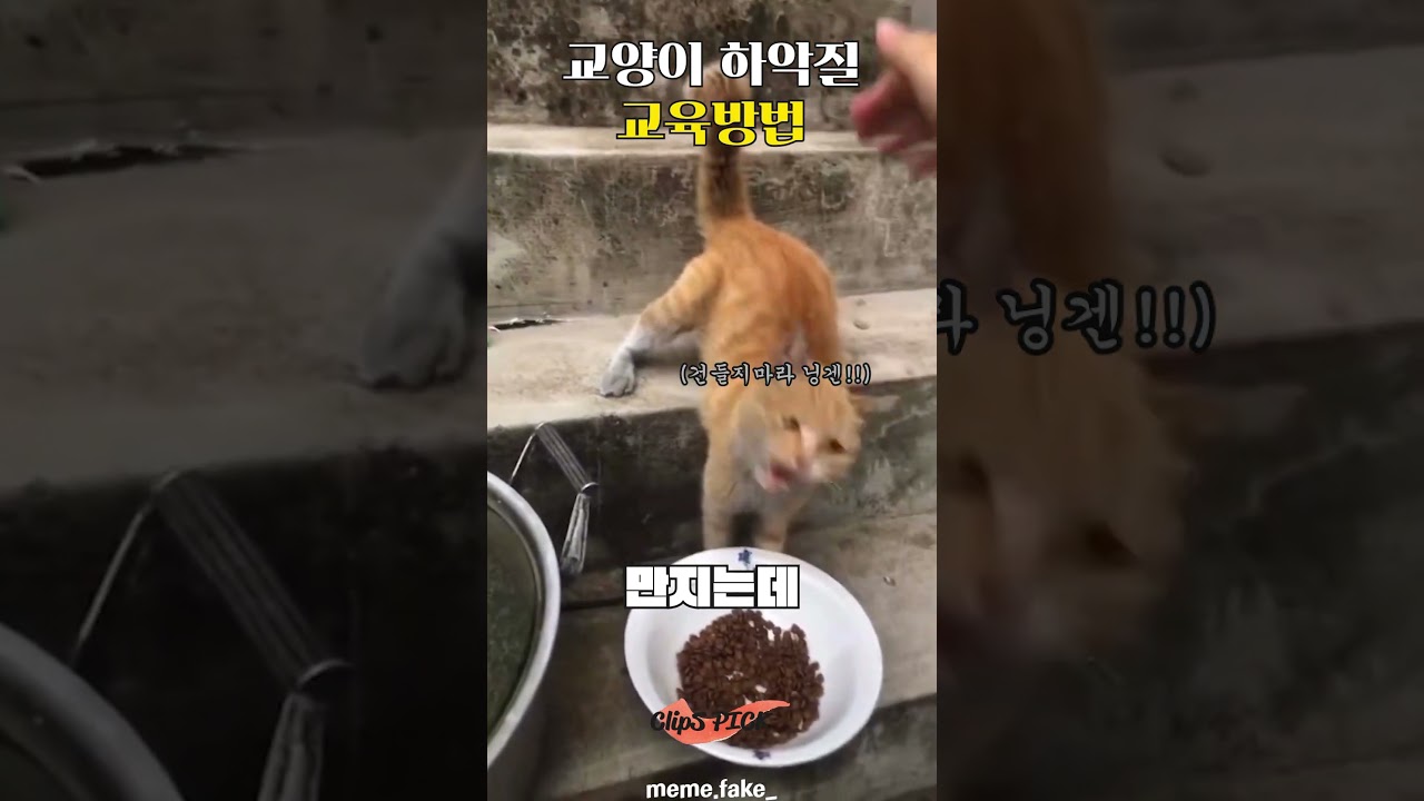고양이 하악질 교정법 🐱