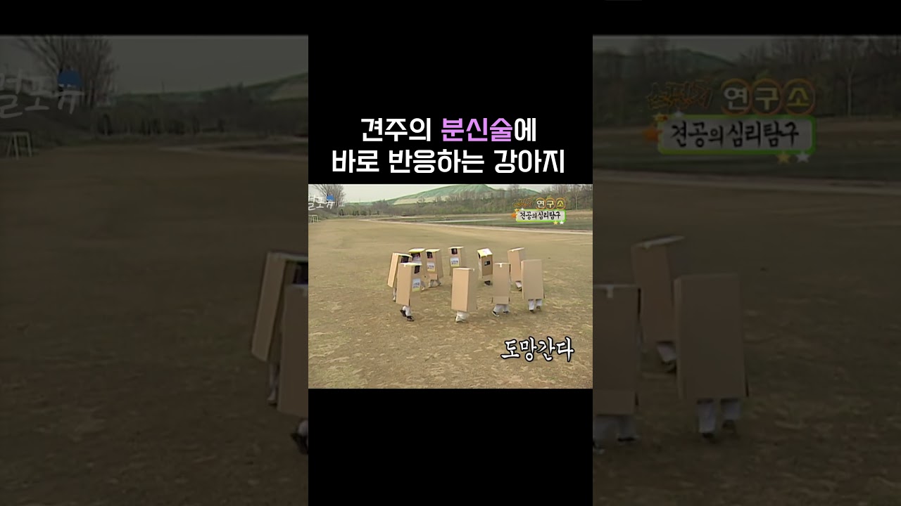 개가 주인 알아보는 분신술 실험 🐶