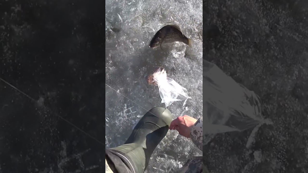 Килограммовые караси на удочку 🎣