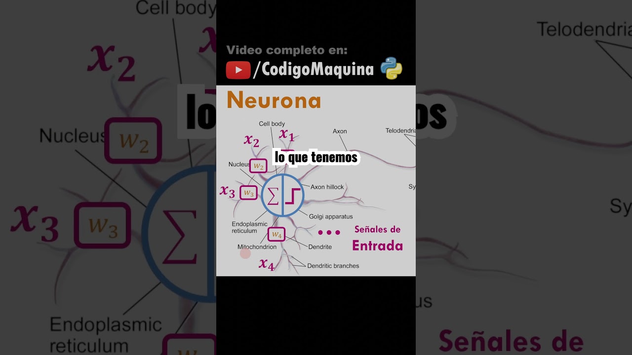 Perceptrón: Creación y Entrenamiento paso a paso 🤖
