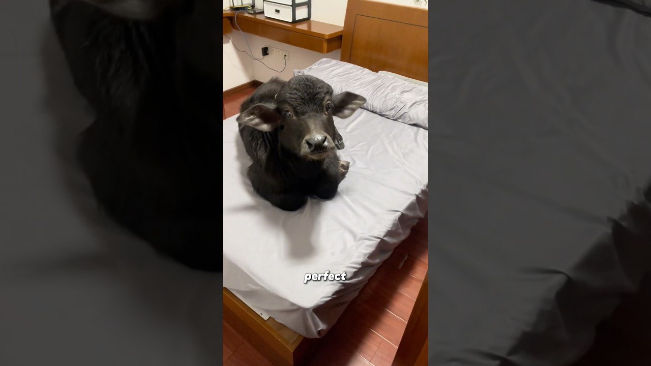 Adorable Water Buffalo ππ