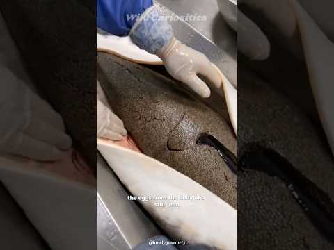 Why is Caviar so expensive? 🐟