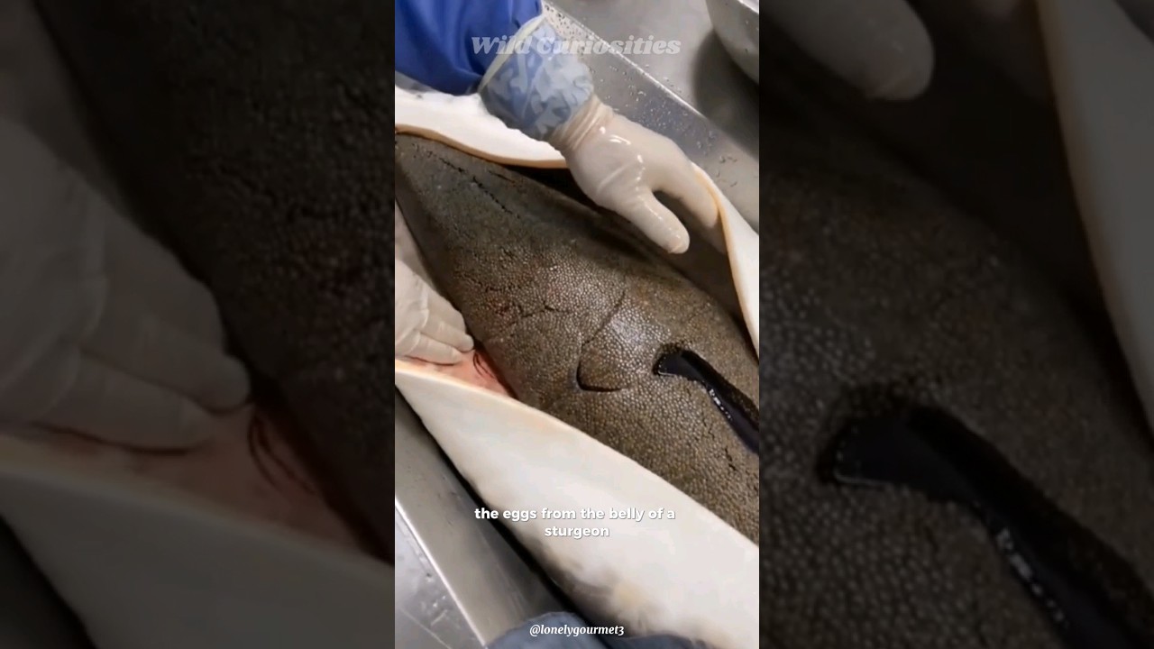 Discover Why Caviar Costs a Fortune 🥄