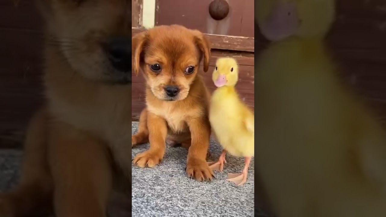 Anak Bebek Diselamatkan Anak Anjing 🐶