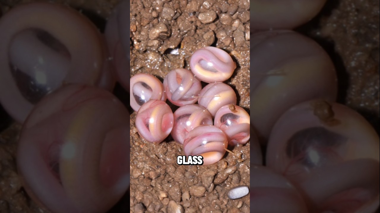 World's Most Unique Eggs 🥚