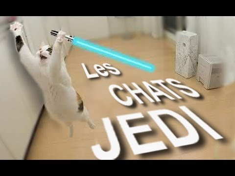 LES CHATS JEDI - PAROLE DE CHAT