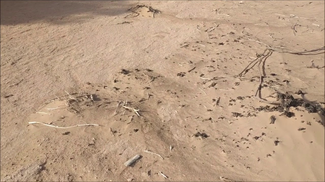 S1E1 Confinement au Désert de M'Hamid 🏜️