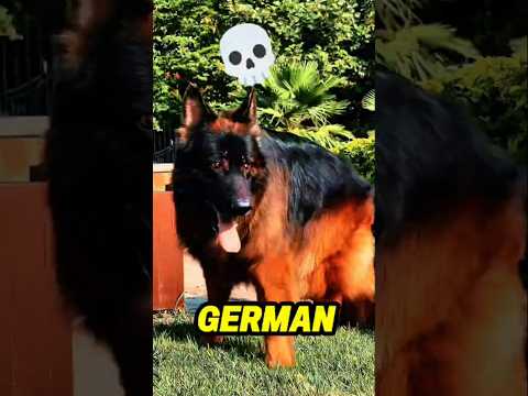 7 Dogs That Kill in Seconds #dog #short