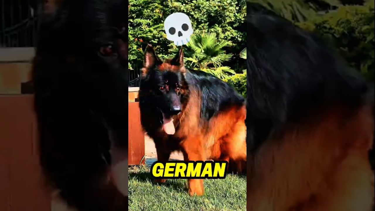 7 Dogs That Attack in Seconds 🐕