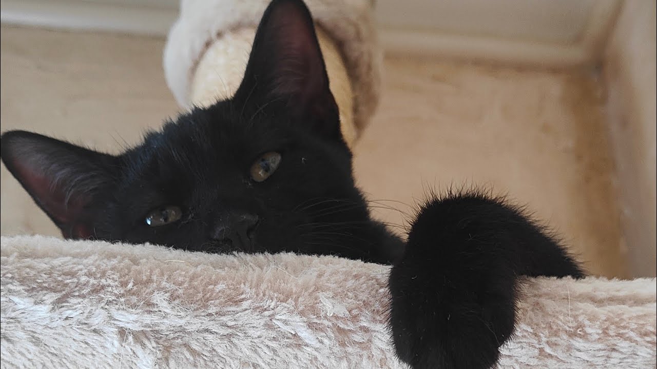 L'AMBITION DES CHATONS