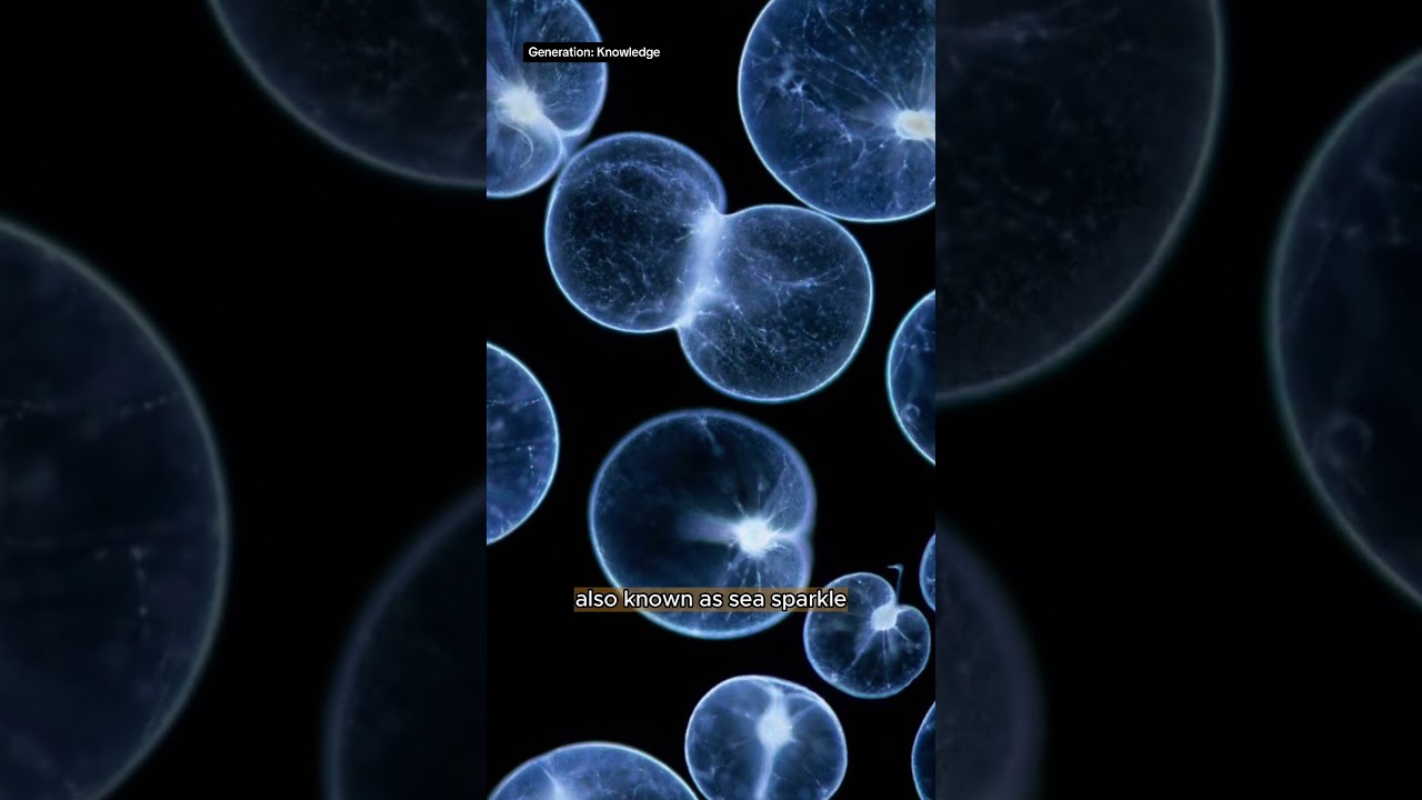 Sea Sparkle: Bioluminescence in Jervis Bay ✨