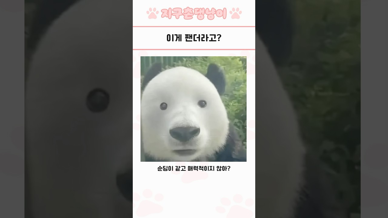 심쿵사 주의 귀여운 동물 모음 81탄