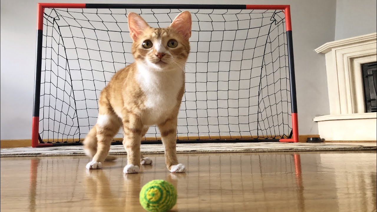 Goalkeeper Cat Training for 2022 FIFA WORLD CUP !! Epic Saves in Slow Motion!!