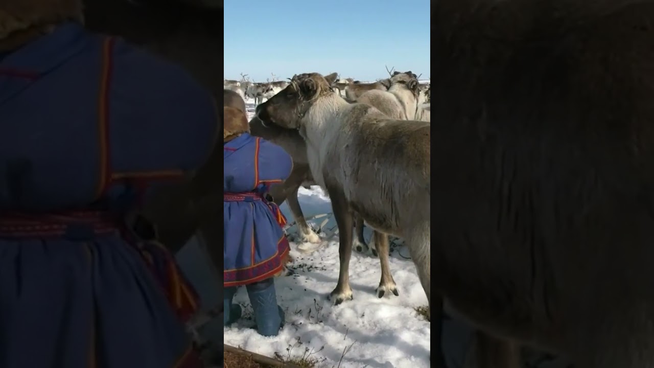 Оленеводы Ямала: Кочевой образ жизни ❄️