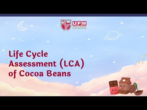 Cocoa Life Cycle & Global Popularity 🌱