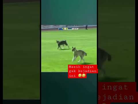 Viral lagi ? Detik detik kucing masuk lapangan sepak bola liga 2