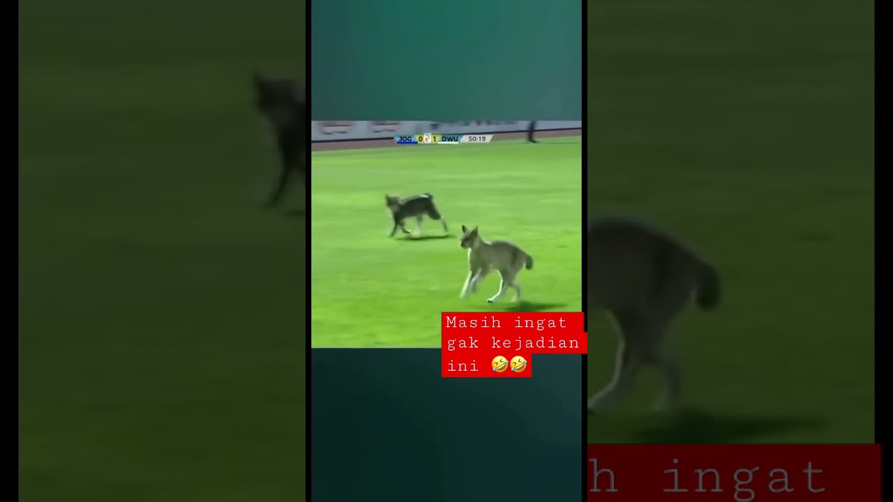 Kucing Viral Masuk Lapangan Liga 2! 🐱 Jangan Lewatkan Momen Lucu Ini!