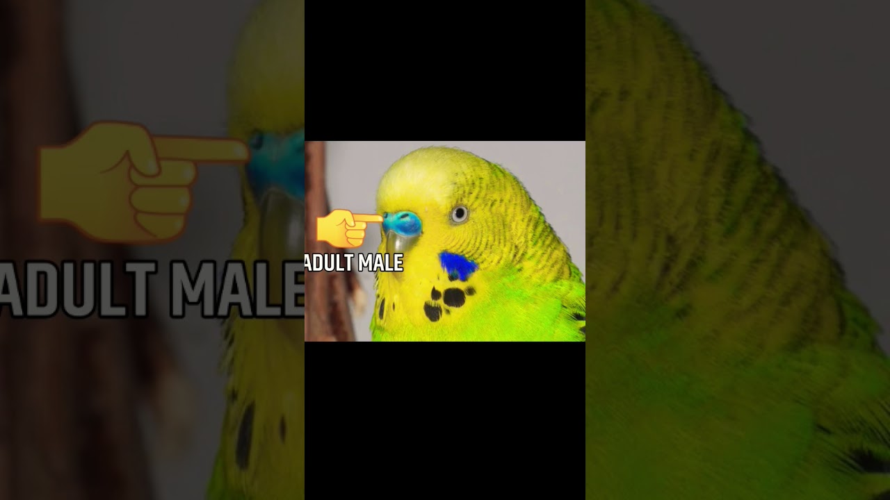 Budgie Male vs Female: Key Differences π¦