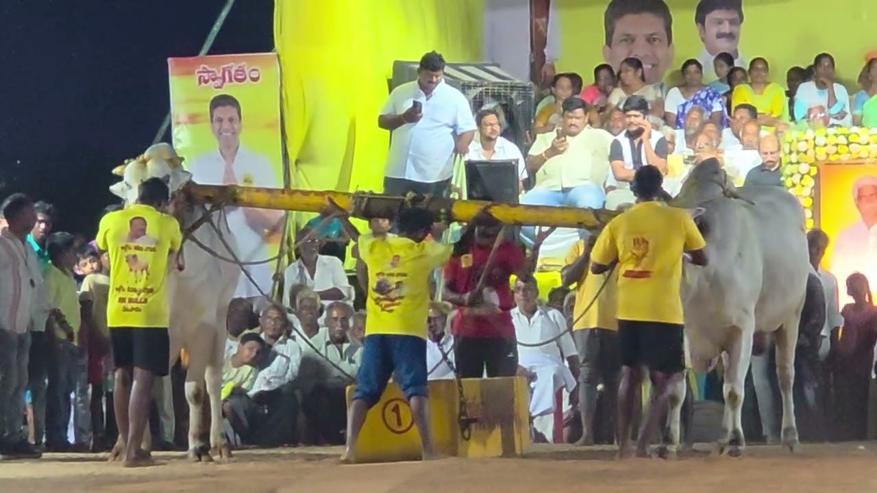 Samarasimha & Jayasimha Win in Prathipadu 🏆