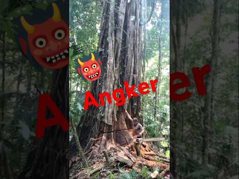 PENEBANGAN POHON ANGKER