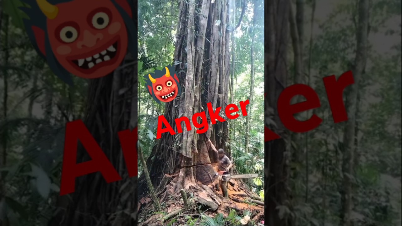 Pengalaman Menebang Pohon Merbau di Beringin Berpenunggu 🌳