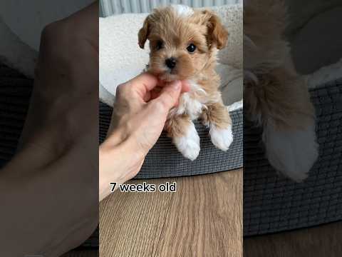 From PUPPY TO ADULT TEACUP MALTIPOO TRANSFORMATION #puppyvideos #maltipoo #cutepuppy #short #cute