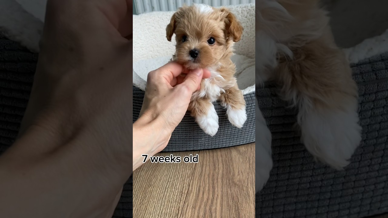 Adorable Maltipoo Growth: From Puppy to Stunning Adult 🐶